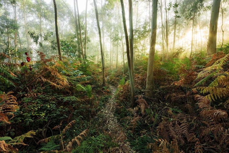 Picture of FOGGY WOODS II