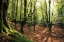 Picture of FOREST LOVE