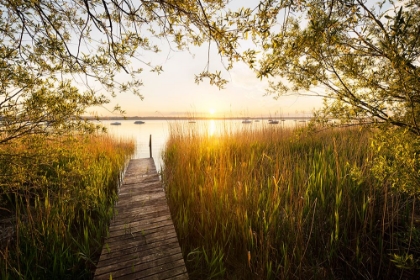 Picture of GOLDEN JETTY