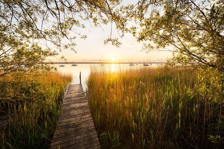 Picture of GOLDEN JETTY