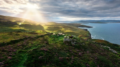 Picture of GOOD MORNING IRELAND