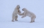 Picture of GREETING