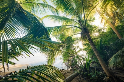 Picture of HIDE UNDER PALMS