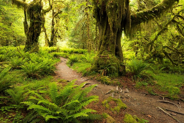 Picture of HOH RAINFOREST