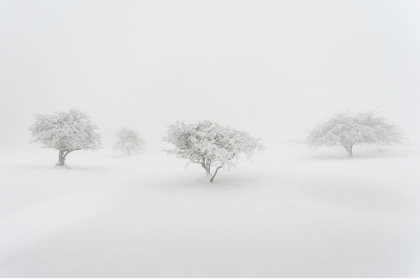 Picture of IN THE FOG