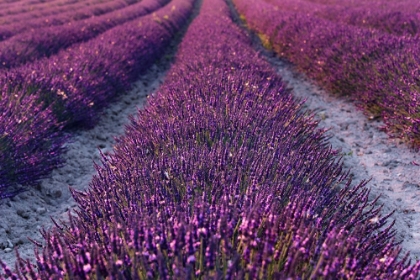 Picture of LAVENDER DETAIL