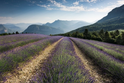 Picture of LAVENDER HILLS