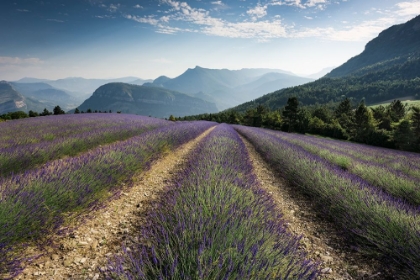 Picture of LAVENDER HILLS