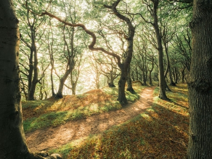 Picture of MAGIC BEECH WOOD