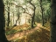 Picture of MAGIC BEECH WOOD