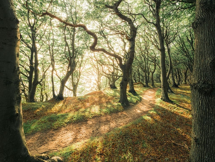 Picture of MAGIC BEECH WOOD