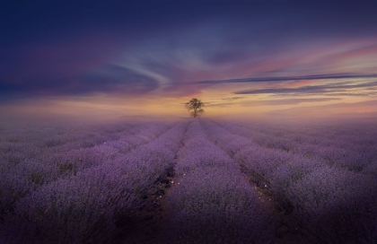 Picture of MISTY LAVENDER FIELD