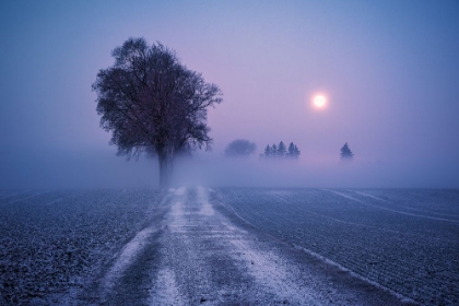 Picture of MOONLIT PATH