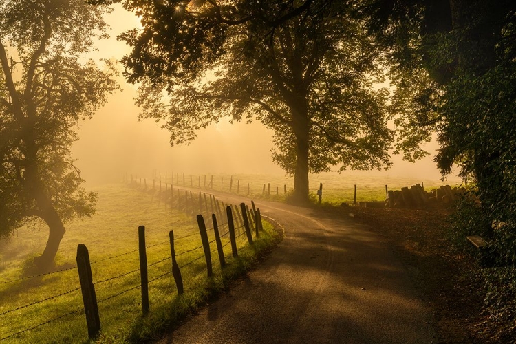 Picture of MORNING WALK