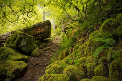 Picture of MOSSY PATH