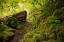 Picture of MOSSY PATH