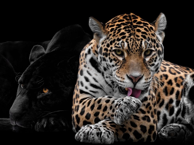 Picture of MR AND MRS JAGUAR - PANTHERA ONCA