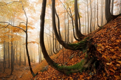 Picture of MYSTIC AUTUMN FOREST