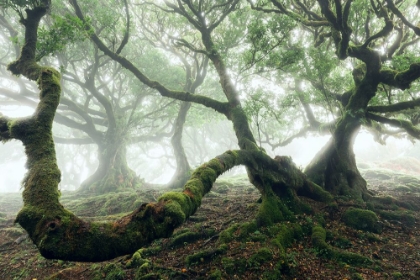 Picture of MYSTIC LAUREL FOREST