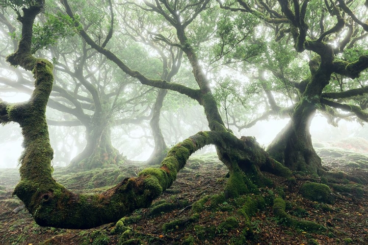 Picture of MYSTIC LAUREL FOREST