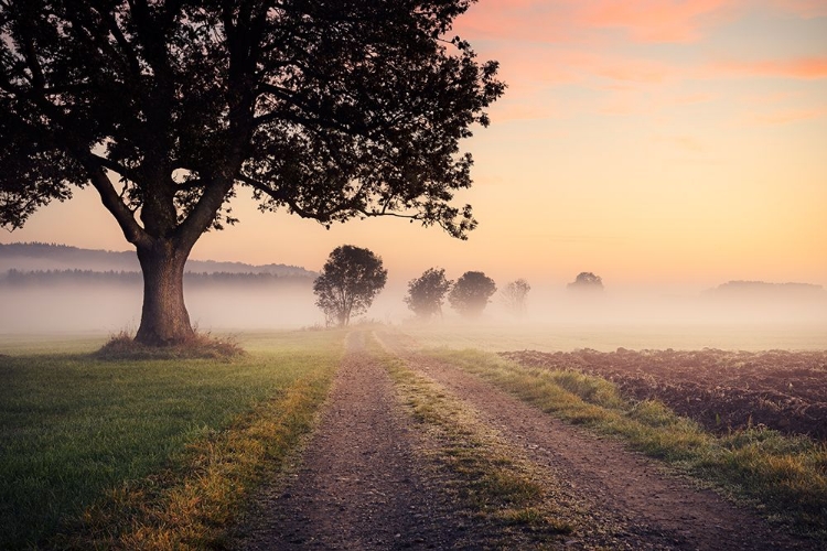 Picture of MYSTIC PATH