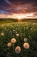 Picture of POPPY WORLD