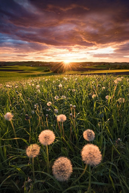 Picture of POPPY WORLD