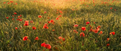 Picture of POPPY WORLD II