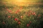 Picture of POPPY WORLD III
