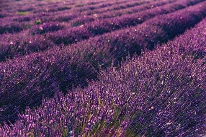 Picture of PROVENCE LAVENDER