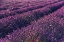Picture of PROVENCE LAVENDER