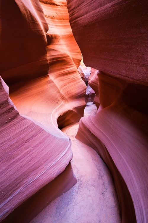 Picture of PURPLE CANYON
