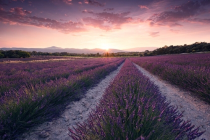 Picture of PURPLE PROVENCE