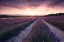 Picture of PURPLE PROVENCE