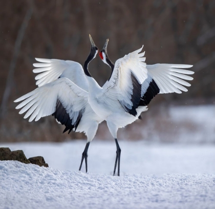 Picture of RED-CROWNED CRANE DANCE