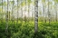 Picture of SPRING IN THE BIRCH FOREST