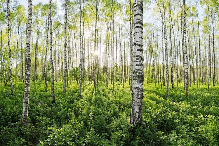 Picture of SPRING IN THE BIRCH FOREST