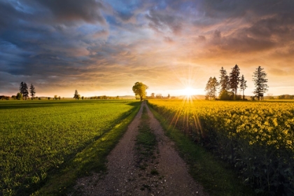 Picture of SUMMER MEADOW