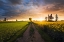 Picture of SUMMER MEADOW