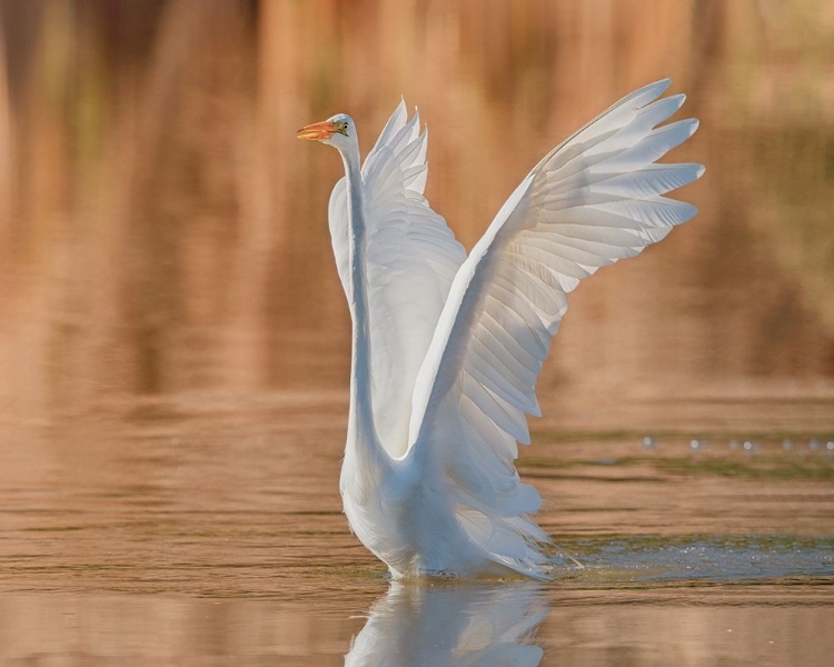 Picture of TAKING OFF