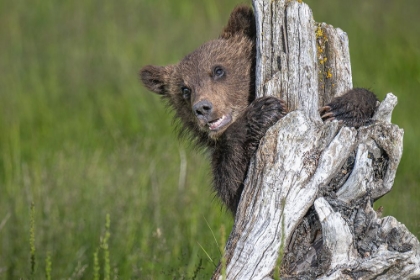 Picture of THE ADORABLE GRIZZLY BEAR CUB