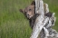 Picture of THE ADORABLE GRIZZLY BEAR CUB