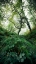 Picture of TREE WORLD