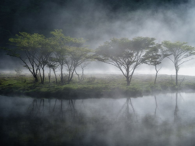 Picture of TREES IN THE MIST