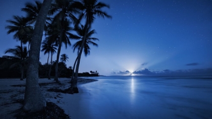Picture of TROPICAL MOONRISE
