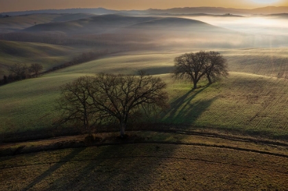 Picture of TUSCAN MORNING