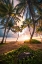 Picture of VERTICAL PARADISE