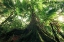 Picture of WALKING IN THE JUNGLE