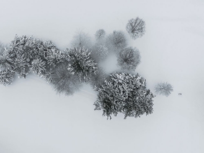 Picture of WINTERS EMBRACE: ARIEL VIEW OF SNOWY TREES