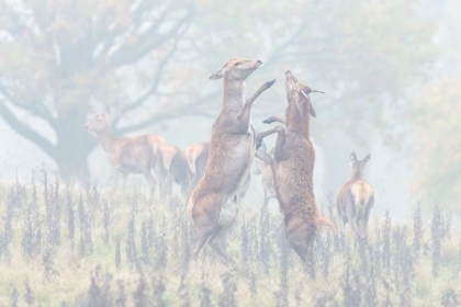 Picture of A DANCE OF AUTUMN